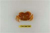 藏品(蔡氏澤蟹)的圖片